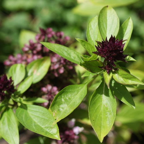 Plante de basilic exotique, en la distilant on obtient une huille essentielle trés utile pour ouvrir le chakra du plexus solaire. Achetez maintenant sur daariayoga.com