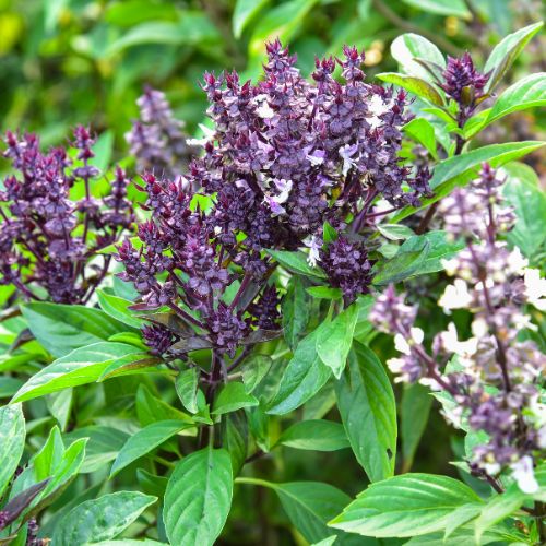 Plante de basilic exotique, en la distilant on obtient une huille essentielle trés utile pour équilibrer le plexus solaire. Achetez maintenant sur daariayoga.com.