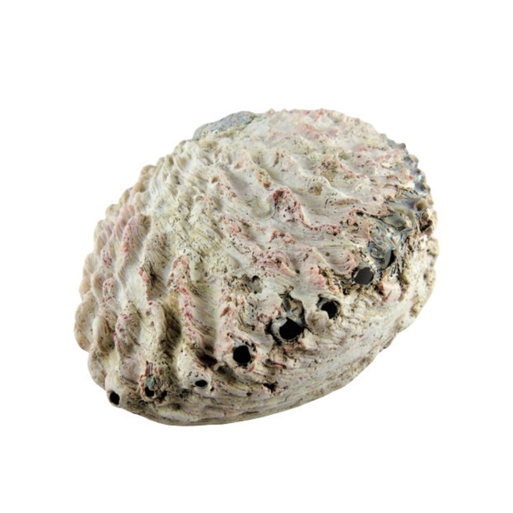 Coquille d'Ormeau Nacrée pour Fumigation - Sauge, Palo Danto, Copal - 12-14cm