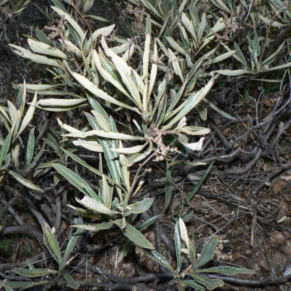 Sauge Noire - Yerba Santa - Fagot de Fumigation, 25g