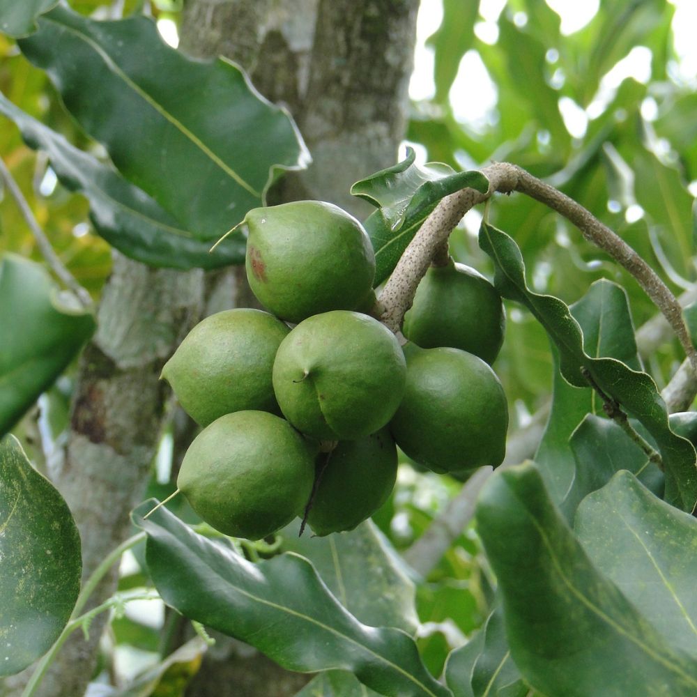 Macadamia - Huile Végétale Bio 100% Pure et Naturelle, 100ml