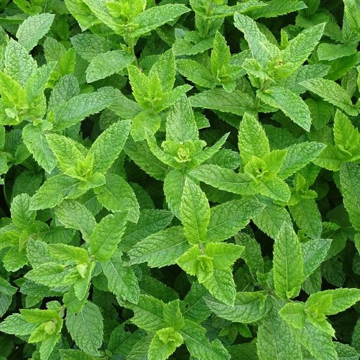 Menthe Poivrée - Huile Essentielle Bio - Chakra de la Gorge - 10 ml