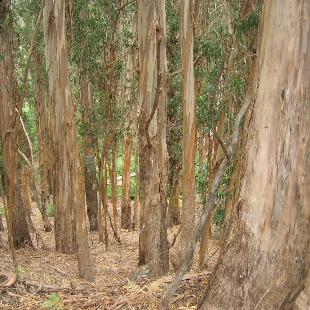 Eucalyptus Globuleux Huile Essentielle Bio - 3ème Oeil - 10 ml
