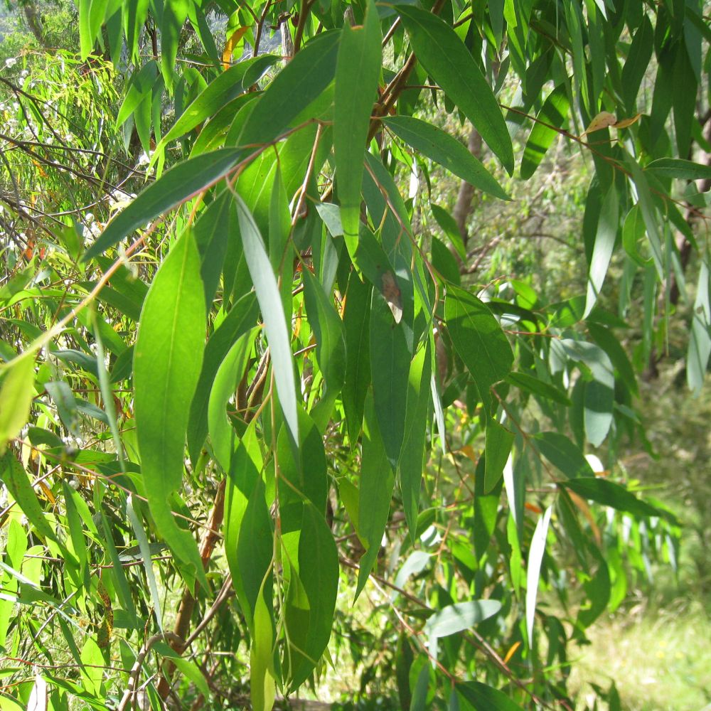 Eucalyptus Radié Bio Huile Essentielle Bio - Chakra de la Gorge - 10 ml