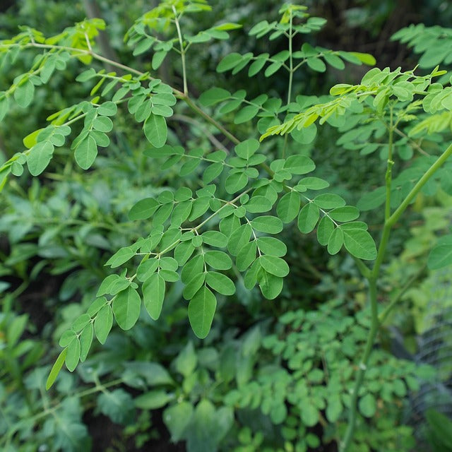 Moringa Bio - Poudre Végétale - Another tree, 70g